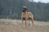DOGUE ALLEMAND 693